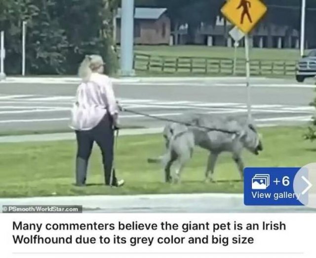 What Is Going On Here? (21 pics)