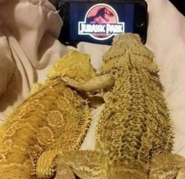 What Is Going On Here? (21 pics)