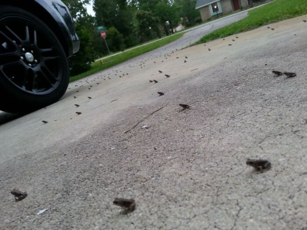 Scary Finds (18 pics)
