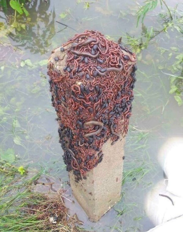 Scary Finds (18 pics)