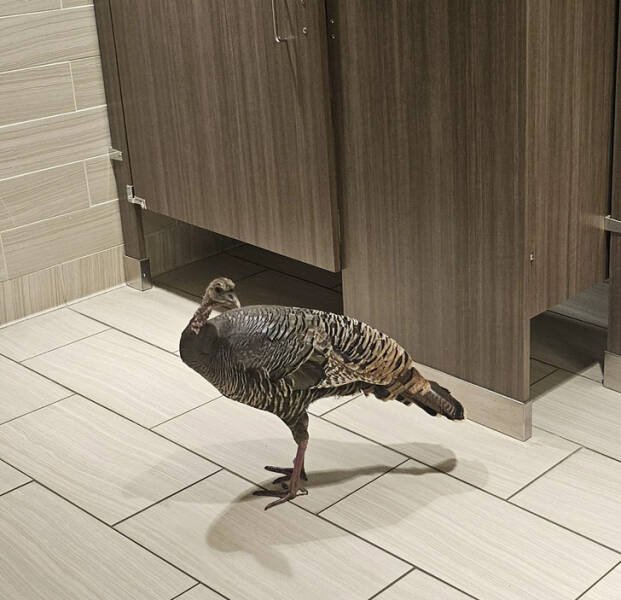 Unusual Finds (15 pics)