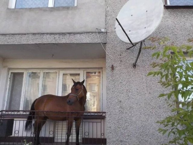 Unusual Finds (15 pics)