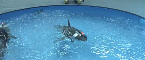 Random Facts (15 gifs)