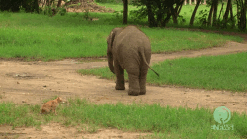 Random Facts (15 gifs)