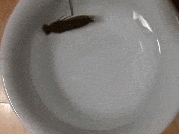 Random Facts (15 gifs)