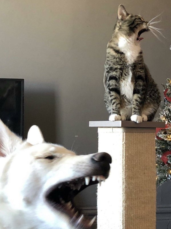 Right Moment (21 pics)