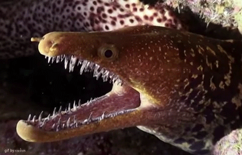 Creepy Facts (14 gifs)