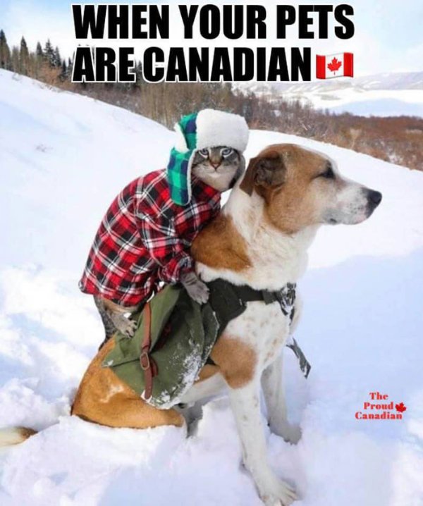 Canadian Memes (20 pics)
