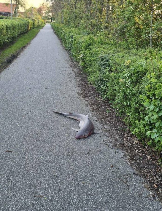 Unexpected Discoveries And Finds (17 pics)