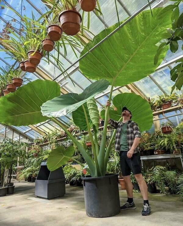Giant Things (18 pics)
