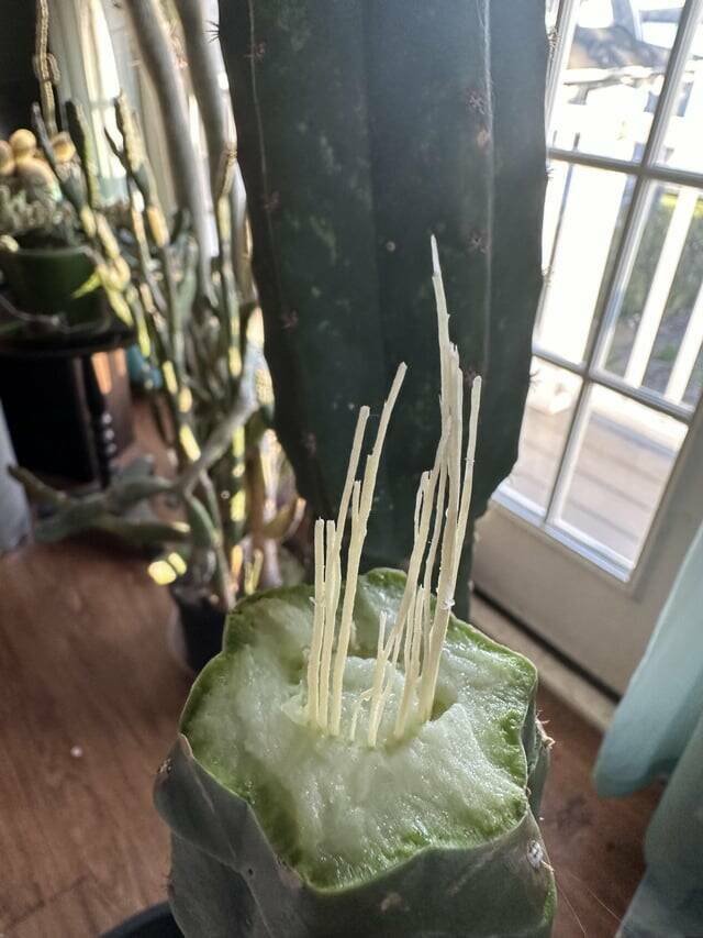 Interesting Finds (20 pics)