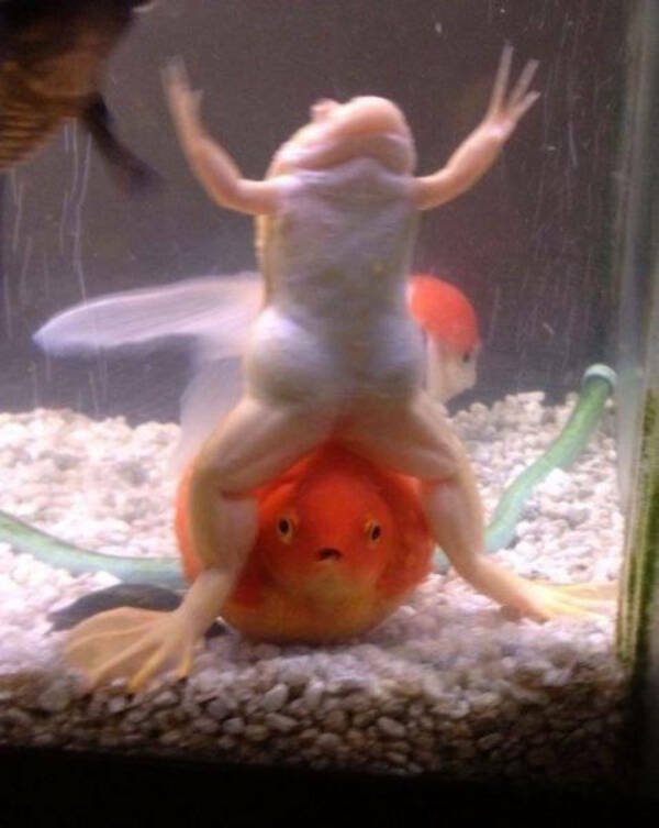 What Is Going On Here? (19 pics)
