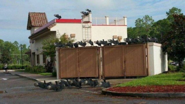 What Is Going On Here? (19 pics)