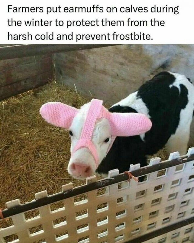 Random Facts (26 pics)
