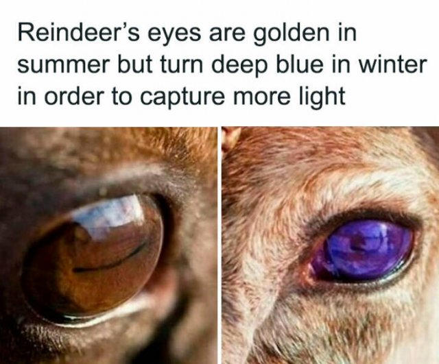 Random Facts (26 pics)