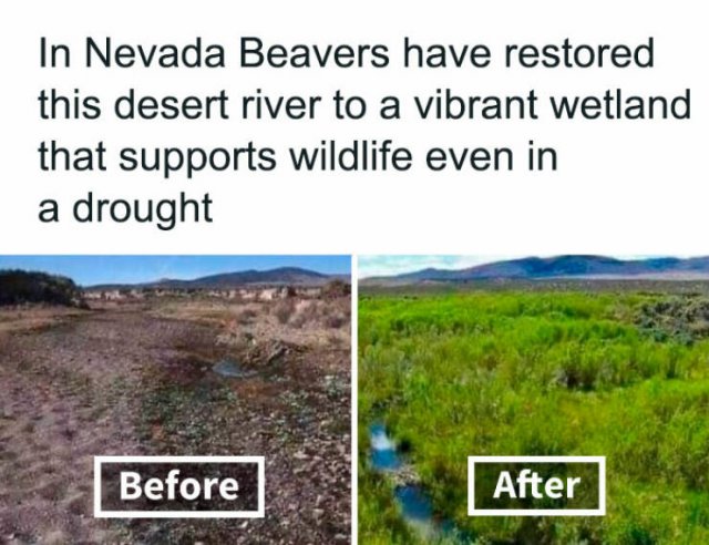 Random Facts (26 pics)