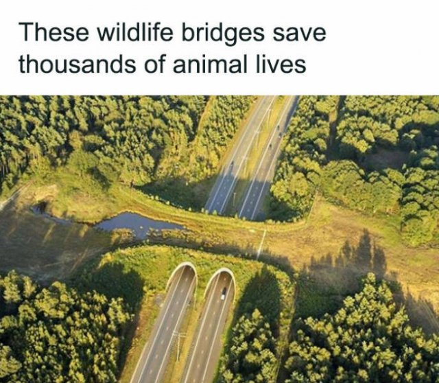 Random Facts (26 pics)