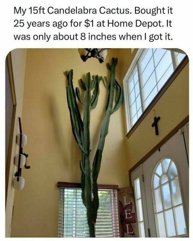 Random Facts (26 pics)