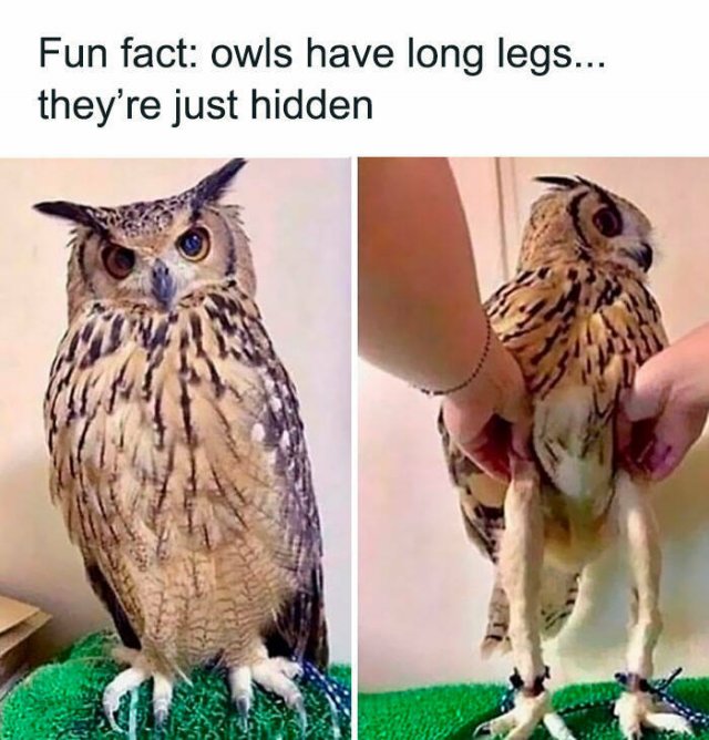 Random Facts (26 pics)