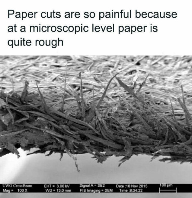 Random Facts (26 pics)