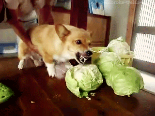 Random Facts (15 gifs)