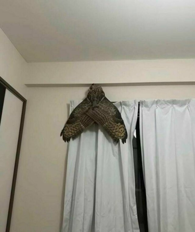 Interesting And Unusual Finds (20 pics)