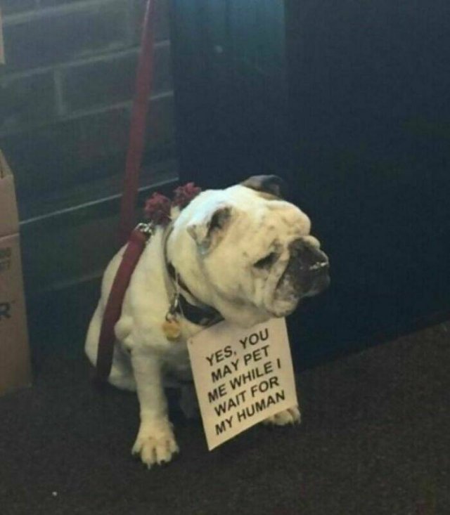 Pictures For Good Mood (28 pics)
