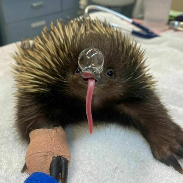 Interesting And Unusual Finds (20 pics)