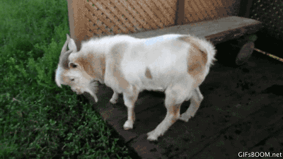 Random Facts (13 gifs) Random Facts (13 gifs)