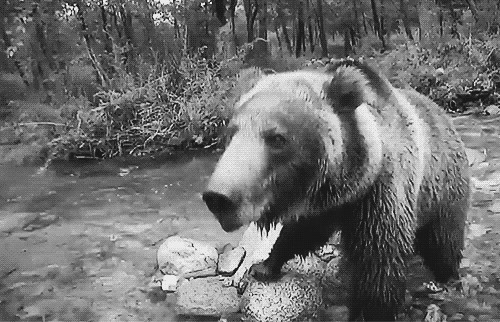 Creepy Facts (15 gifs) Creepy Facts (15 gifs)