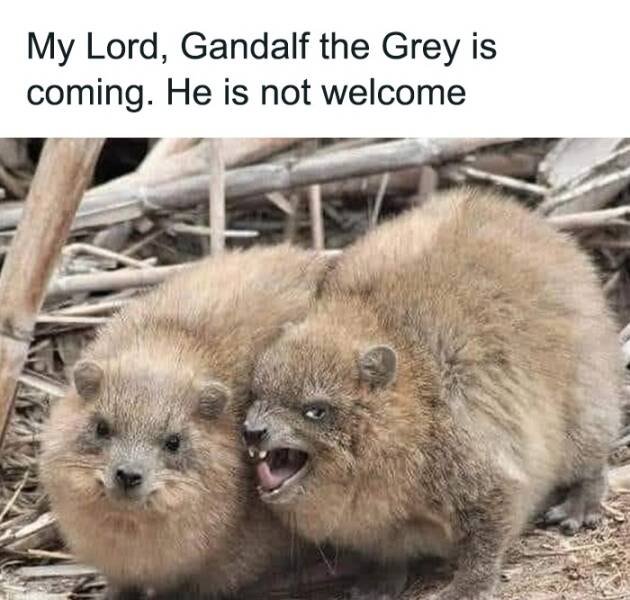 ''Lord Of The Rings'' Memes (23 pics)