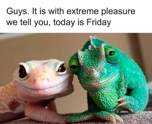 Jokes For People Who Miss Friday (24 pics)