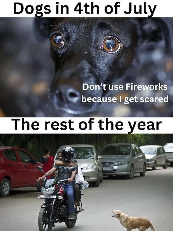 Fireworks Memes For Independence Day (22 pics)