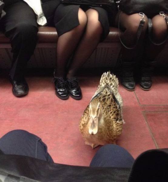 Strange People On Public Transport (20 pics)