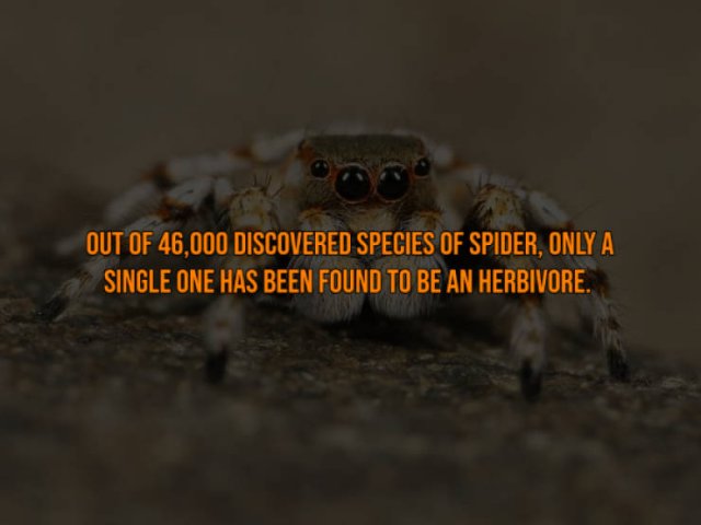 Interesting Facts (18 pics)