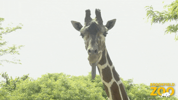 Random Facts (15 gifs) Random Facts (15 gifs)