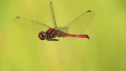 Random Facts (15 gifs) Random Facts (15 gifs)