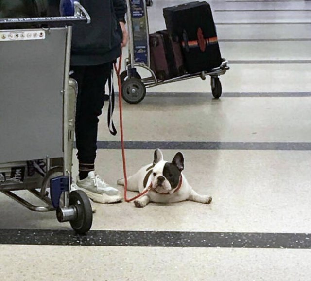 Unusual Finds In Airports (24 pics)