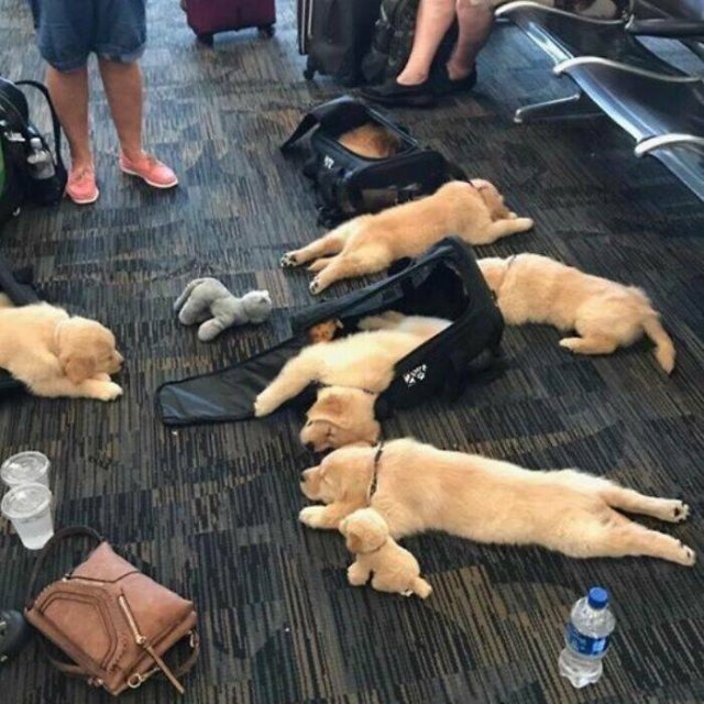 Unusual Finds In Airports (24 pics)