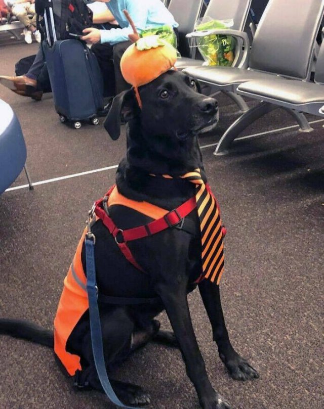 Unusual Finds In Airports (24 pics)