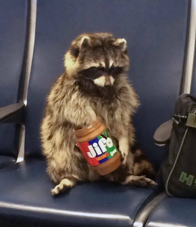 Unusual Finds In Airports (24 pics)