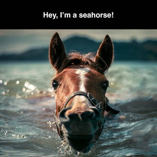 Summer Jokes (18 pics)