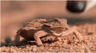 The Strangest World Records (7 pics + 11 gifs)