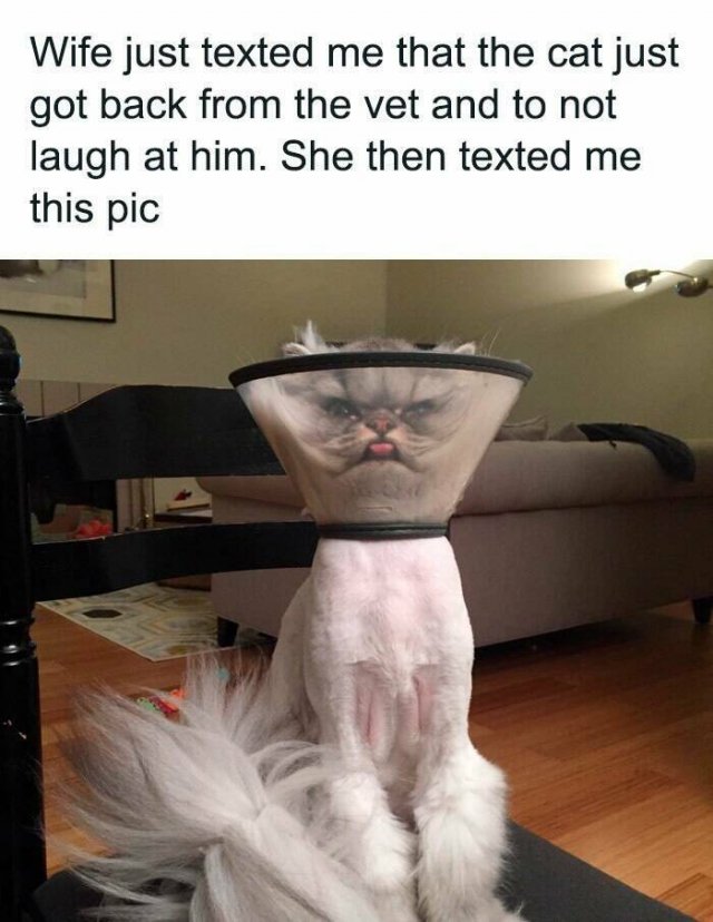 Jokes For Cat Lovers (21 pics)