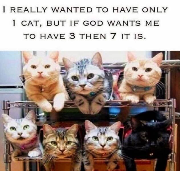 Jokes For Cat Lovers (21 pics)