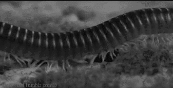 Scary Reality (15 gifs) Scary Reality (15 gifs)
