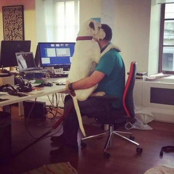 Jokes About Work (18 pics)