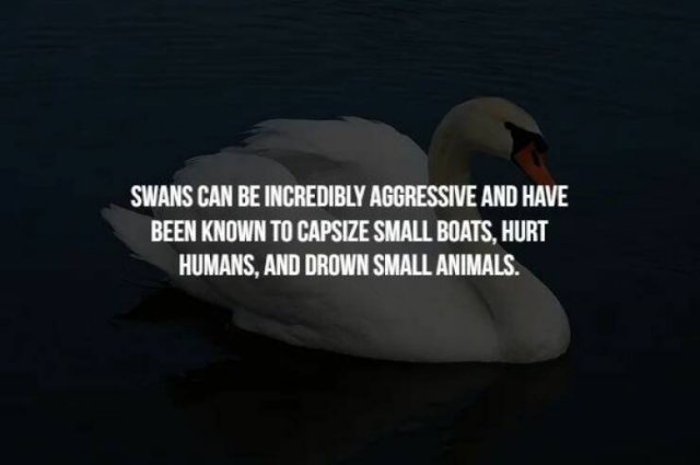 Creepy Facts (16 pics)