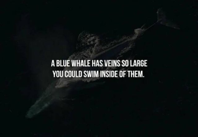 Creepy Facts (16 pics)