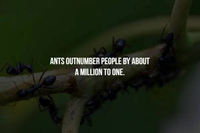 Creepy Facts (16 pics)
